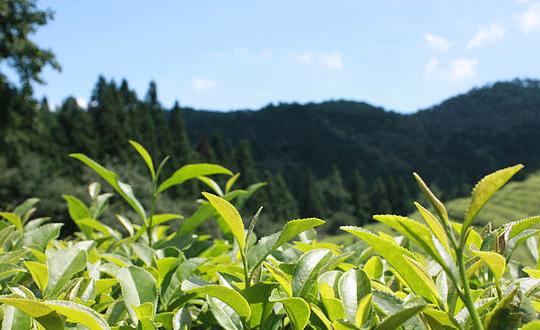 好聽的男英文名字和意思